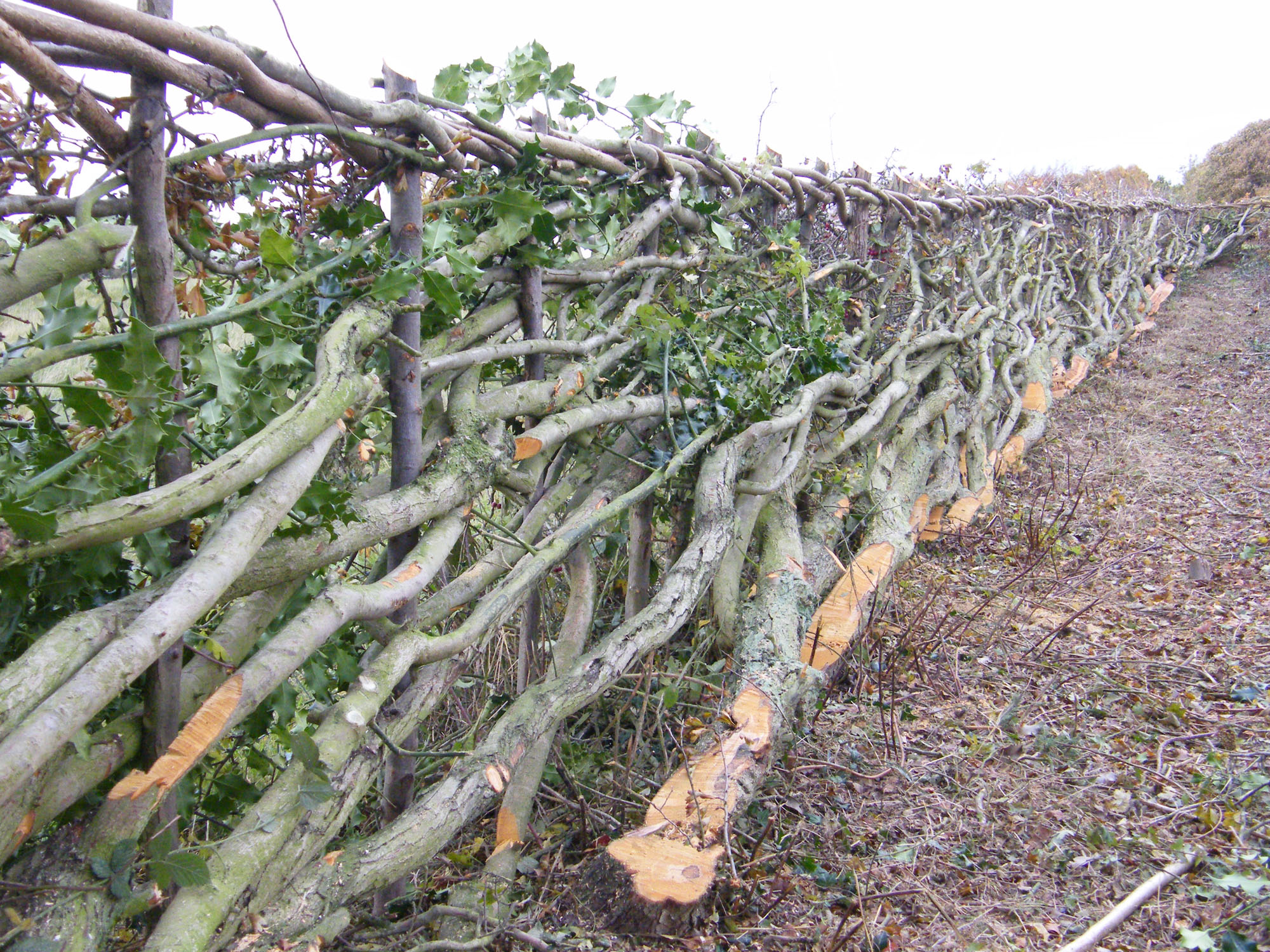 Learn the traditional skill of Hedge laying Maulden Village